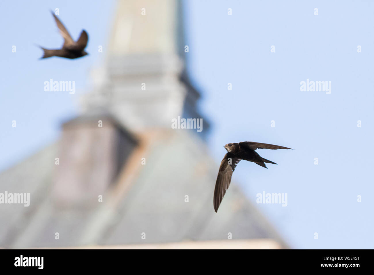 common swift (Apus apus) in flight Stock Photo - Alamy