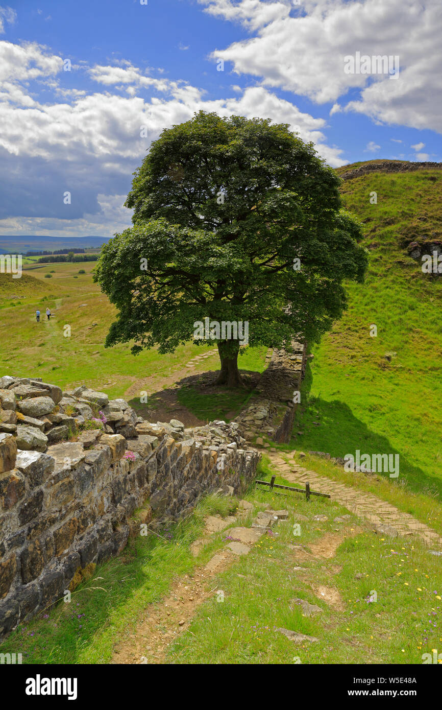 Sycamore Gap on Hadrian's Wall, UNESCO World Heritage Site, Hadrian's Wall path, near Hexham, Northumberland, Northumberland National Park, England. Stock Photo