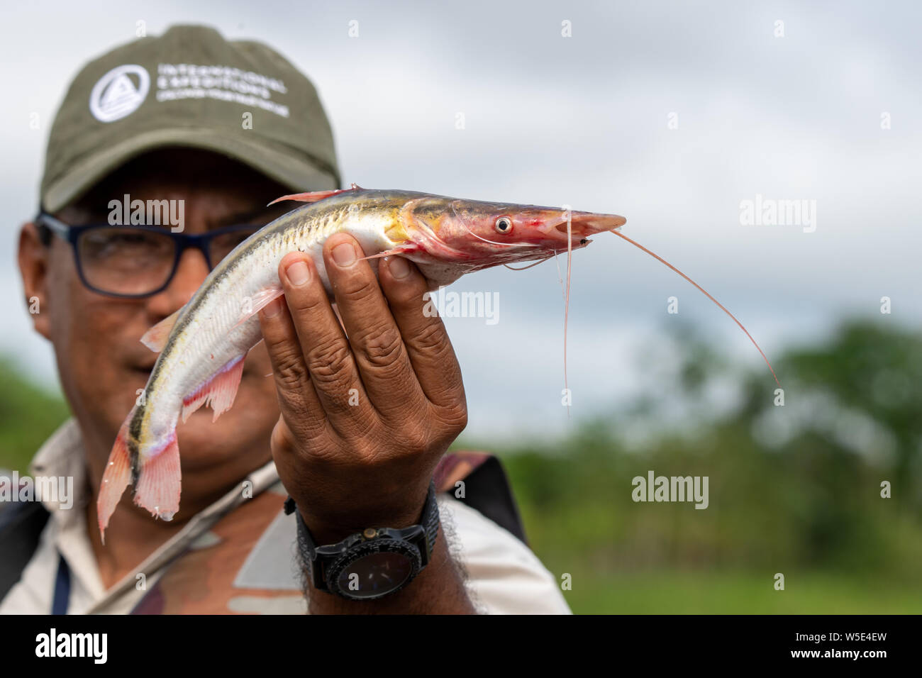 Shovelnose catfish (Pseudoplatystoma) from the Peruvian Amazon River Stock Photo