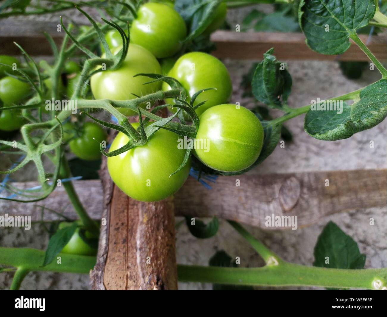 Fresh green tomato plant growing Stock Photo