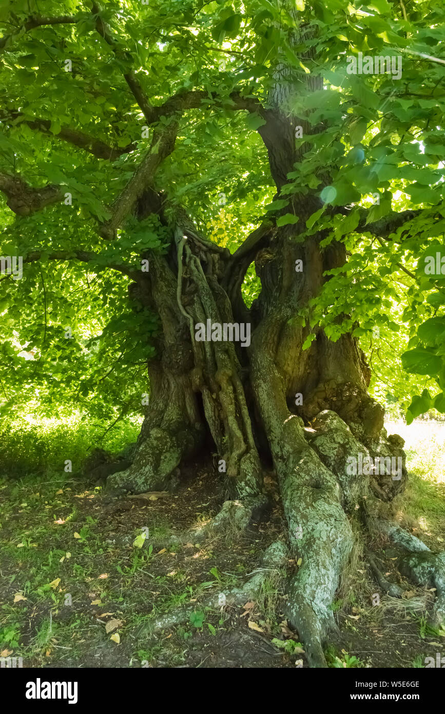 1000 years old linden tree in summer with green leaves Stock Photo