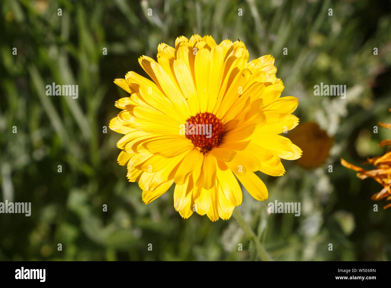 Yellow common marigold flower in a field during summer Stock Photo