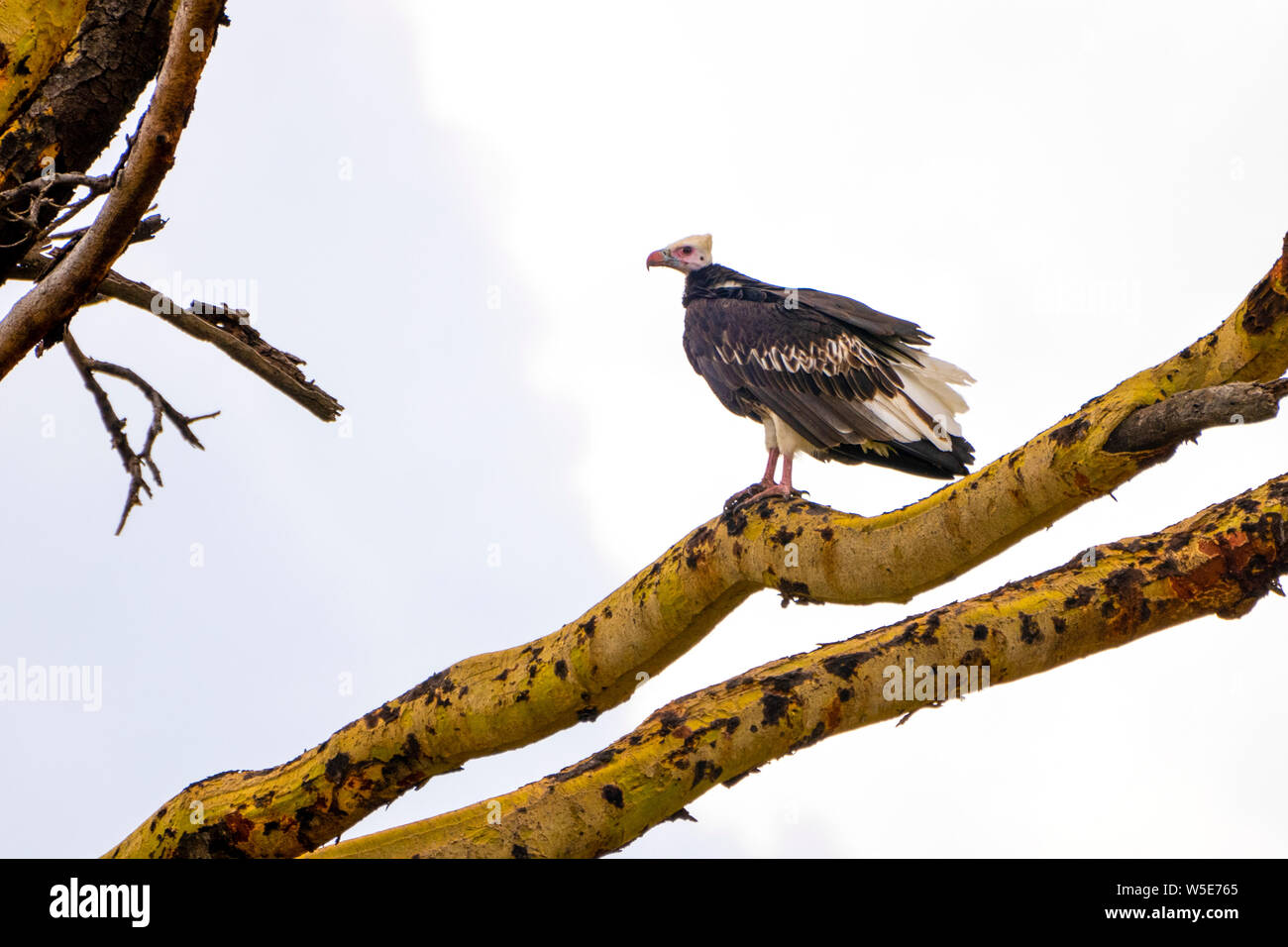 White-headed vulture (Trigonoceps occipitalis) Critically endangered bird species endemic to Africa. Photographed at Serengeti National Park, Tanzania Stock Photo
