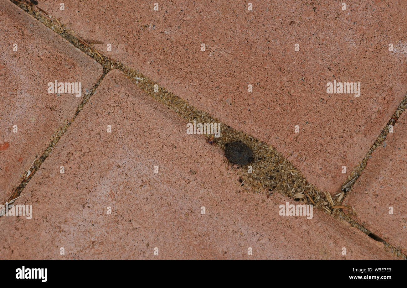 Close up of weathered light red concrete paving bricks laid in sand and here used as part of a large backyard garden. Stock Photo