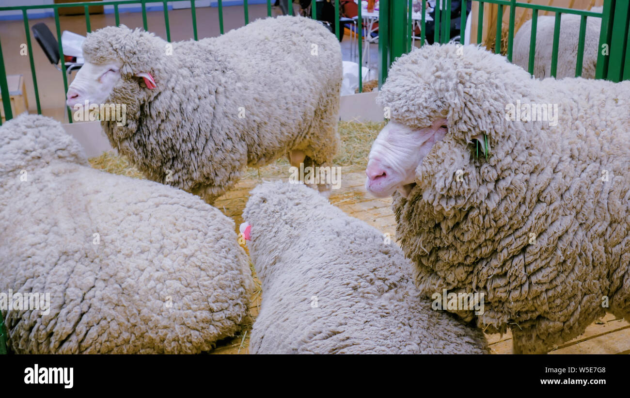 Group of sheeps Stock Photo