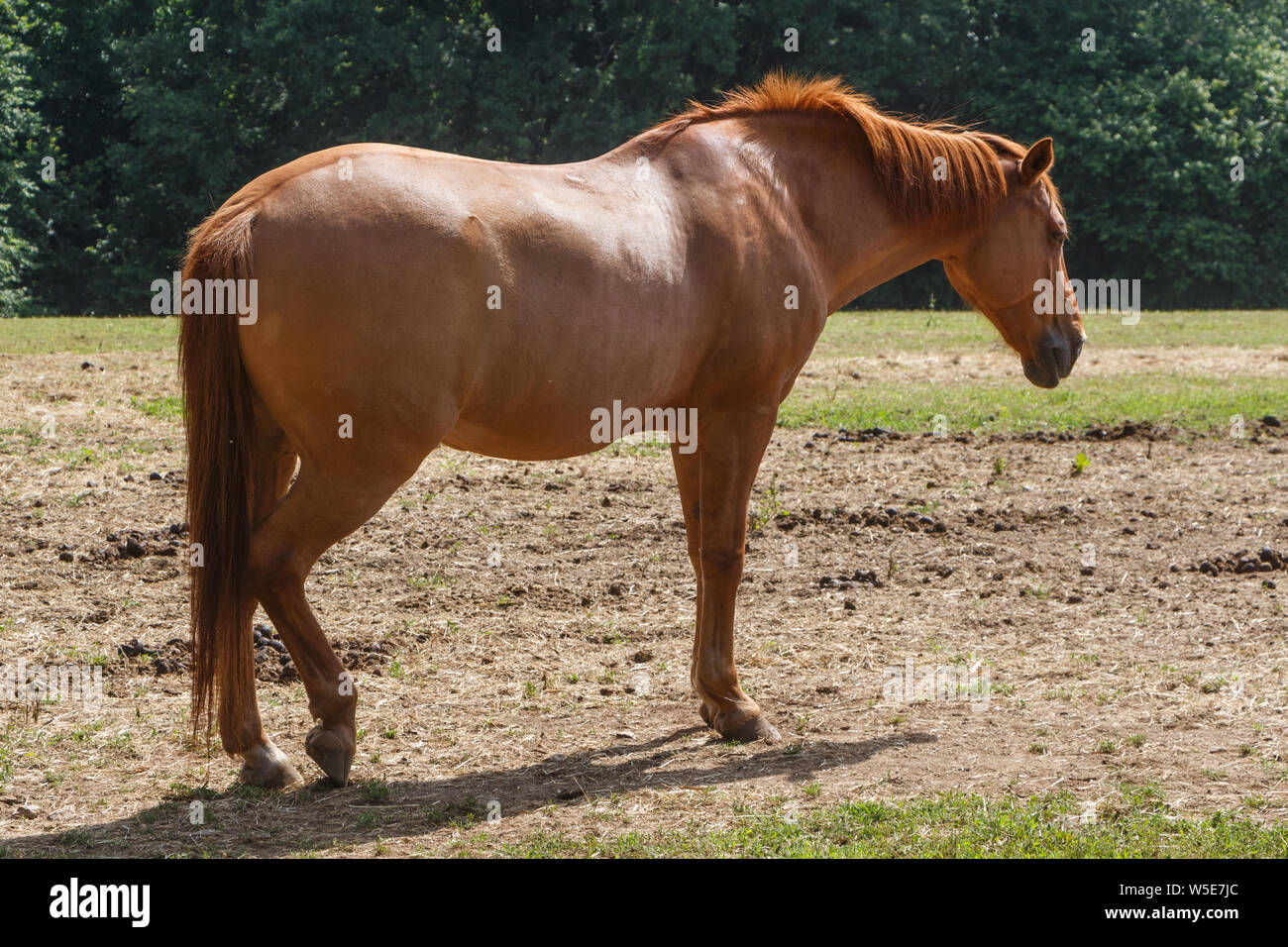 Chestnut horse napping in a field during summer Stock Photo