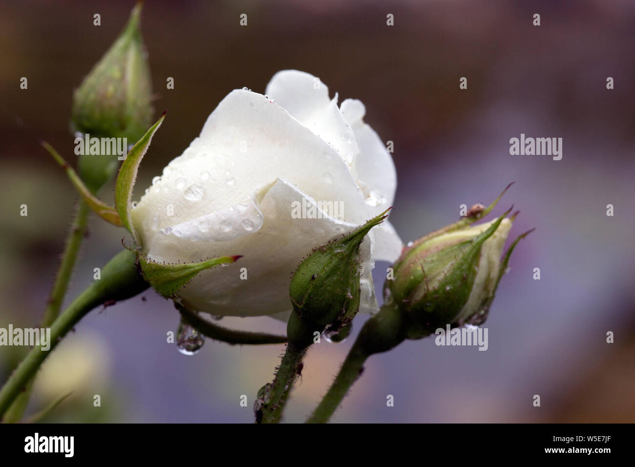 Regentropfen auf der weissen Blüte einer Rose Stock Photo
