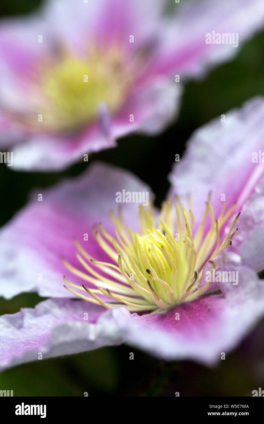 rosa Blüten einer Clematis-Hybride Stock Photo