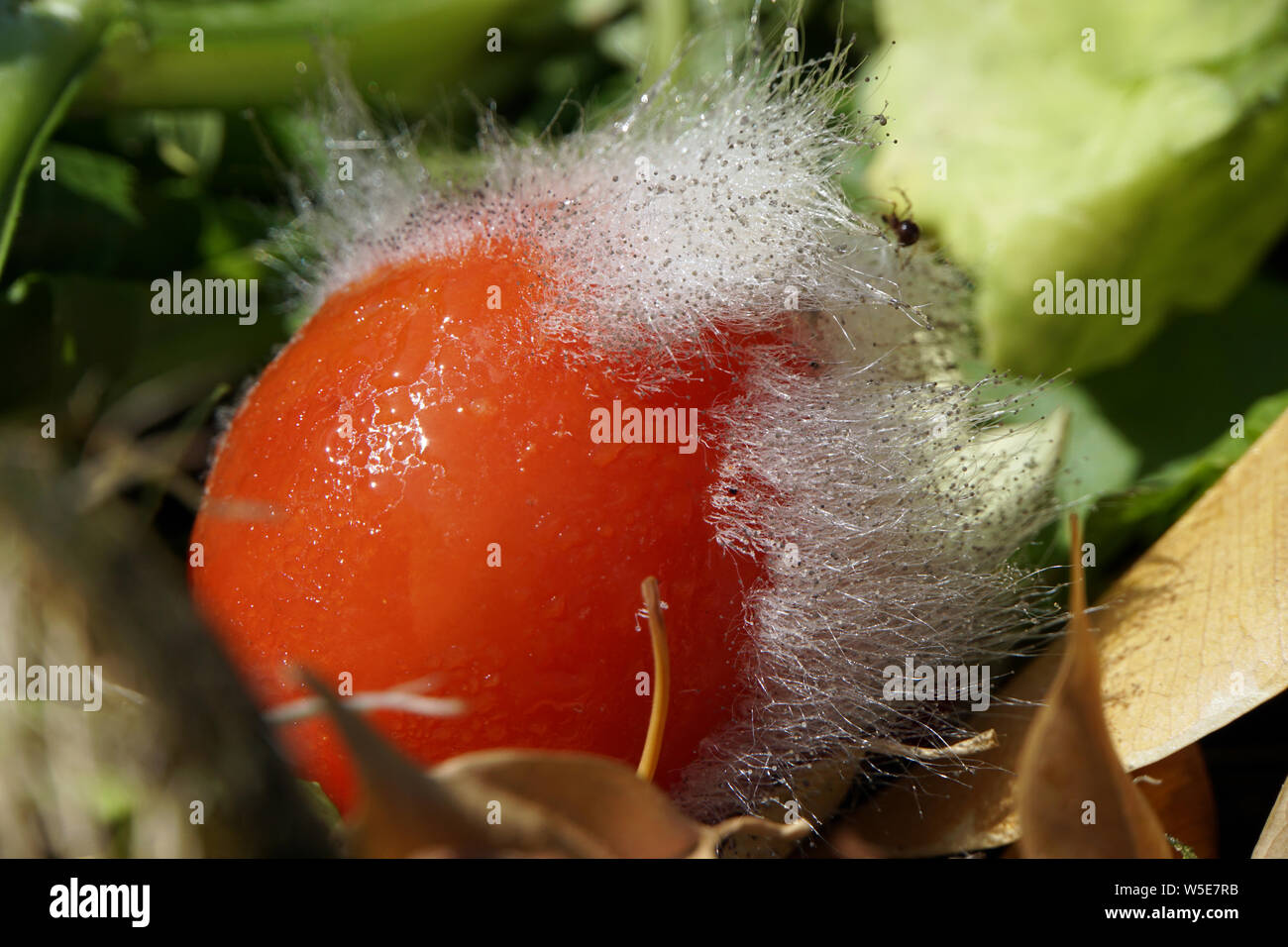 Gießkannenschimmel (Aspergillus spec.) auf einer Tomate Stock Photo