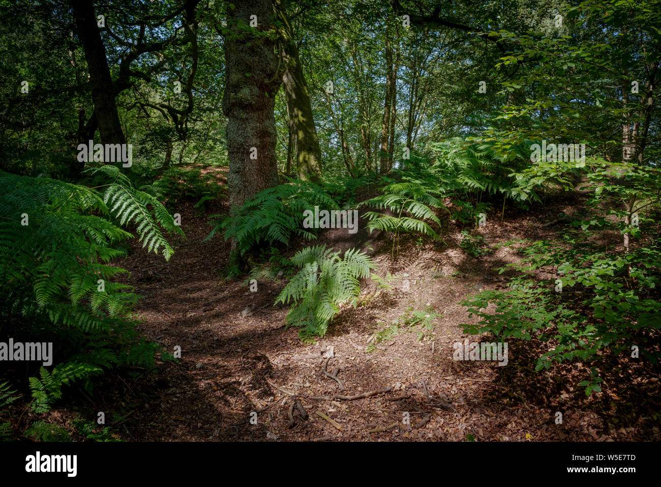 The National Trust woodland walk at Alderley Edge, Cheshire, UK. Stock Photo