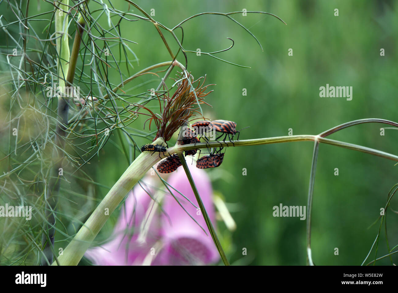Streifenwanze (Graphosoma lineatum), Larve und  Käfer bei der Paarung  an einem Fenchel (Foeniculum vulgare) Stock Photo