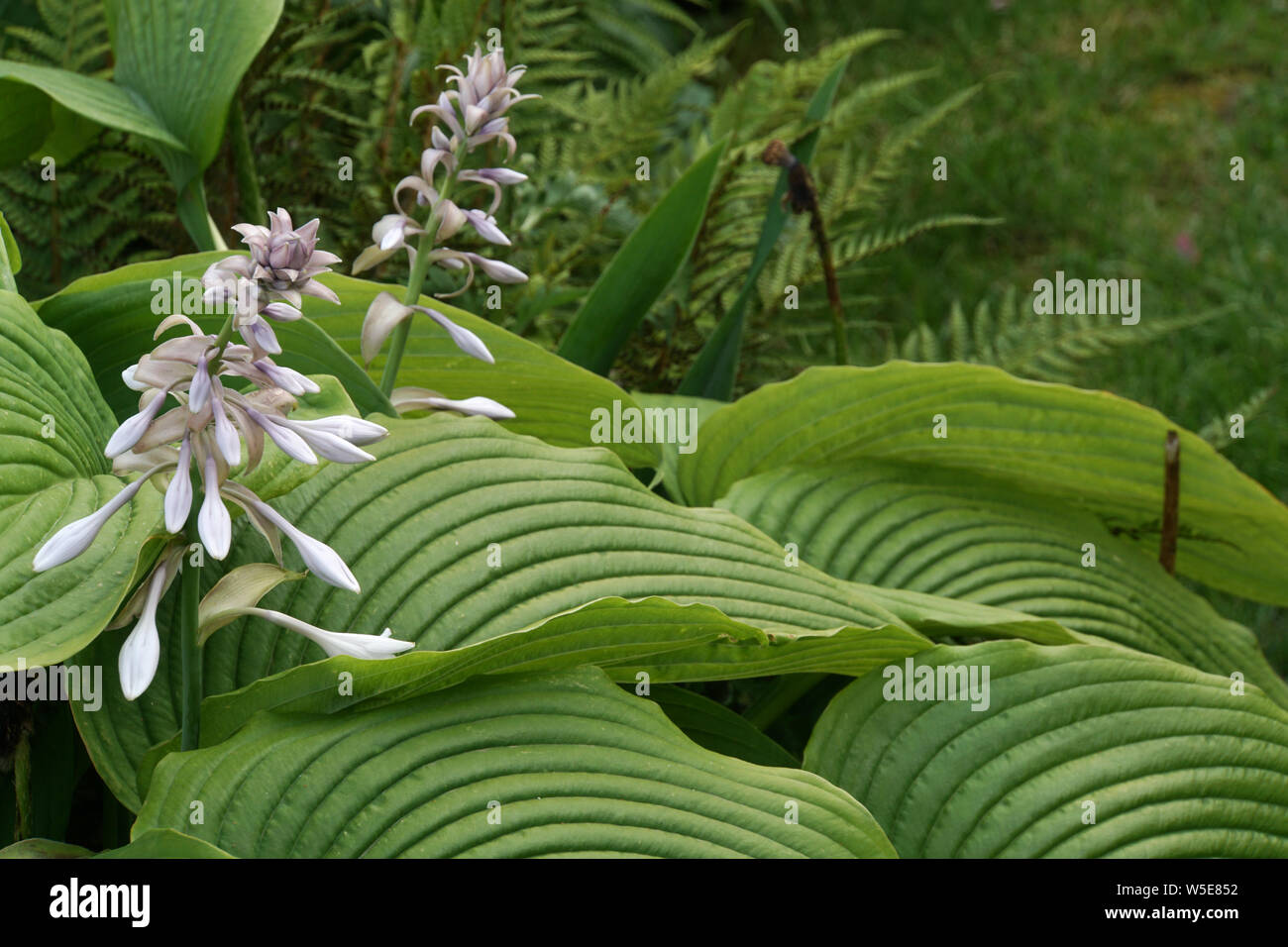 Funkie, Herzblattlilie (Hosta spec.) - blühende Pflanze Stock Photo