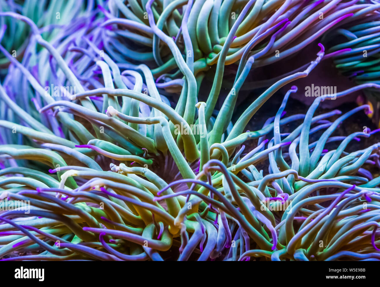 macro closeup of the tentacles of a Mediterranean snakelocks sea