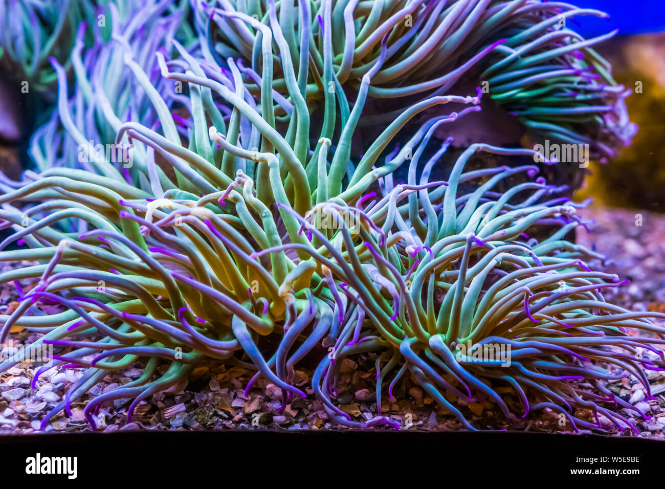 closeup of a Mediterranean snakelocks sea anemone, common invertebrate