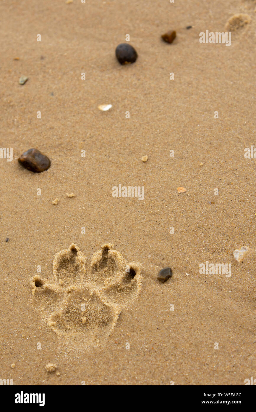 Dog paw print in the sand on the beach Stock Photo Alamy