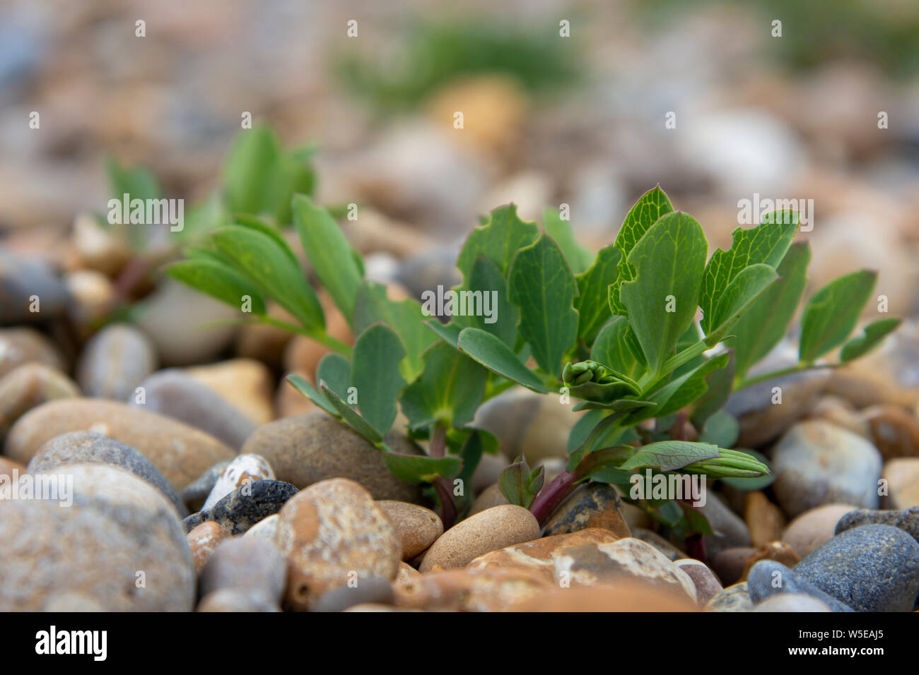 Sea Pea (Lathyrus japonicus) coming up on Aldeburgh shingle beach Stock Photo