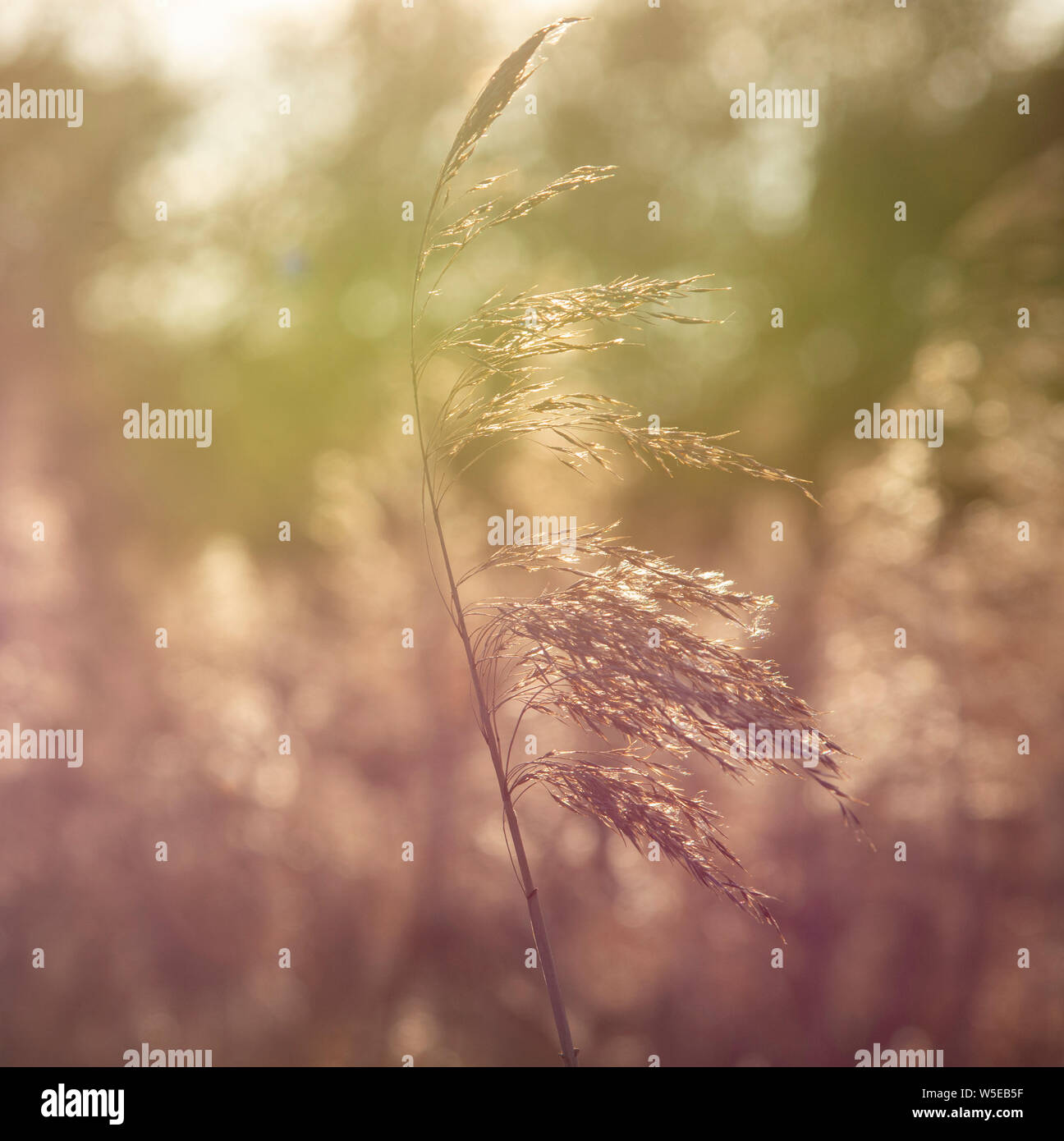 Common Reed (Phragmites australis) in evening light Stock Photo