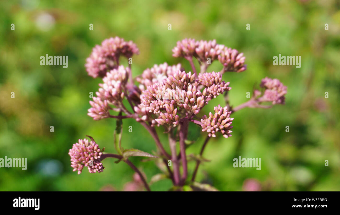 Allium Sphaerocephalon. They are usually red-purple. Amaryllidaceae family. Stock Photo