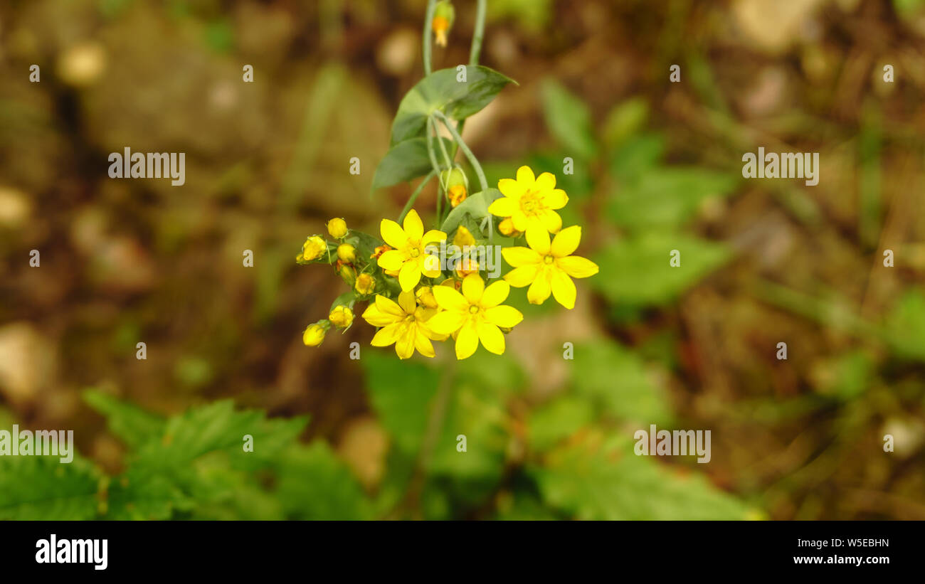 Yellow wallflower top view.  Also known as Erysimum, it is a genus of flowering plants in Brassicaceae. Stock Photo