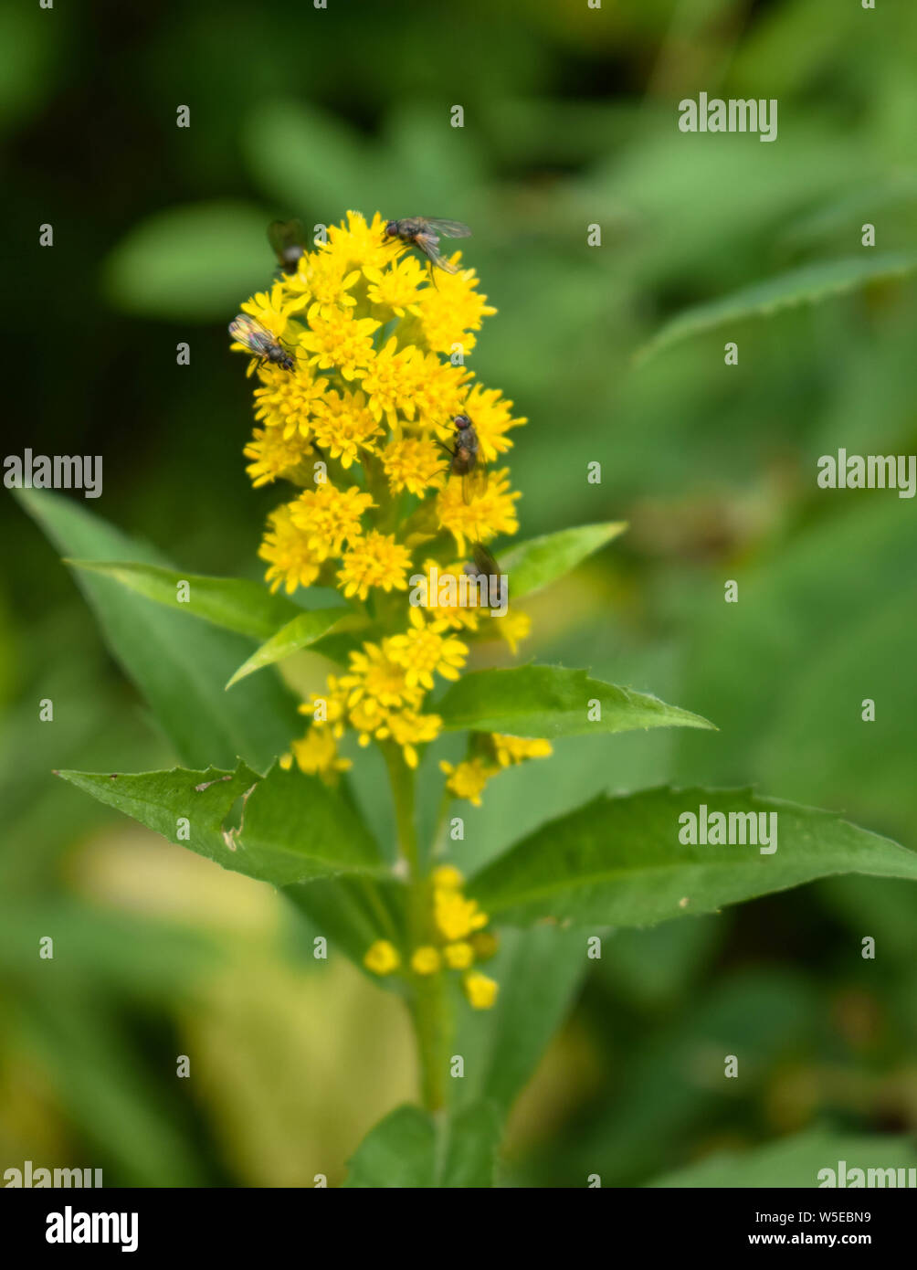Bertha Creek Campground, Alaska Stock Photo Alamy