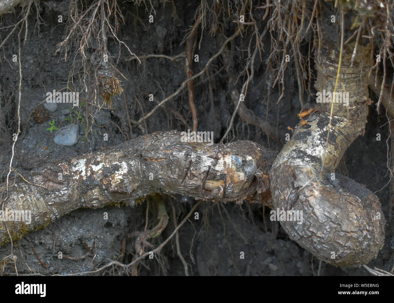Bertha Creek Campground, Alaska Stock Photo Alamy