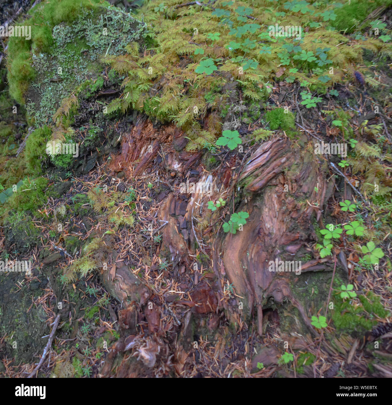 Bertha Creek Campground, Alaska Stock Photo Alamy