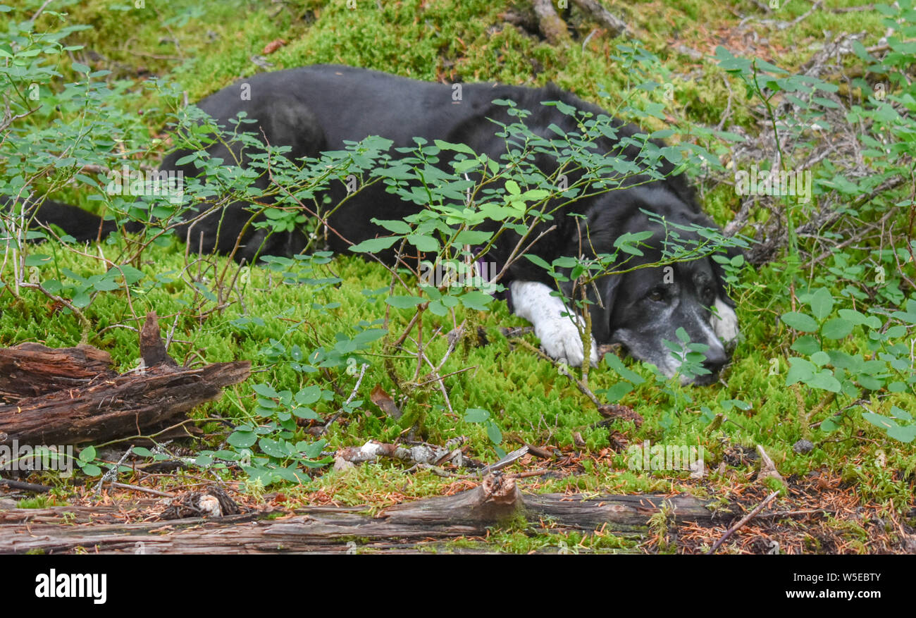 Bertha Creek Campground, Alaska Stock Photo Alamy