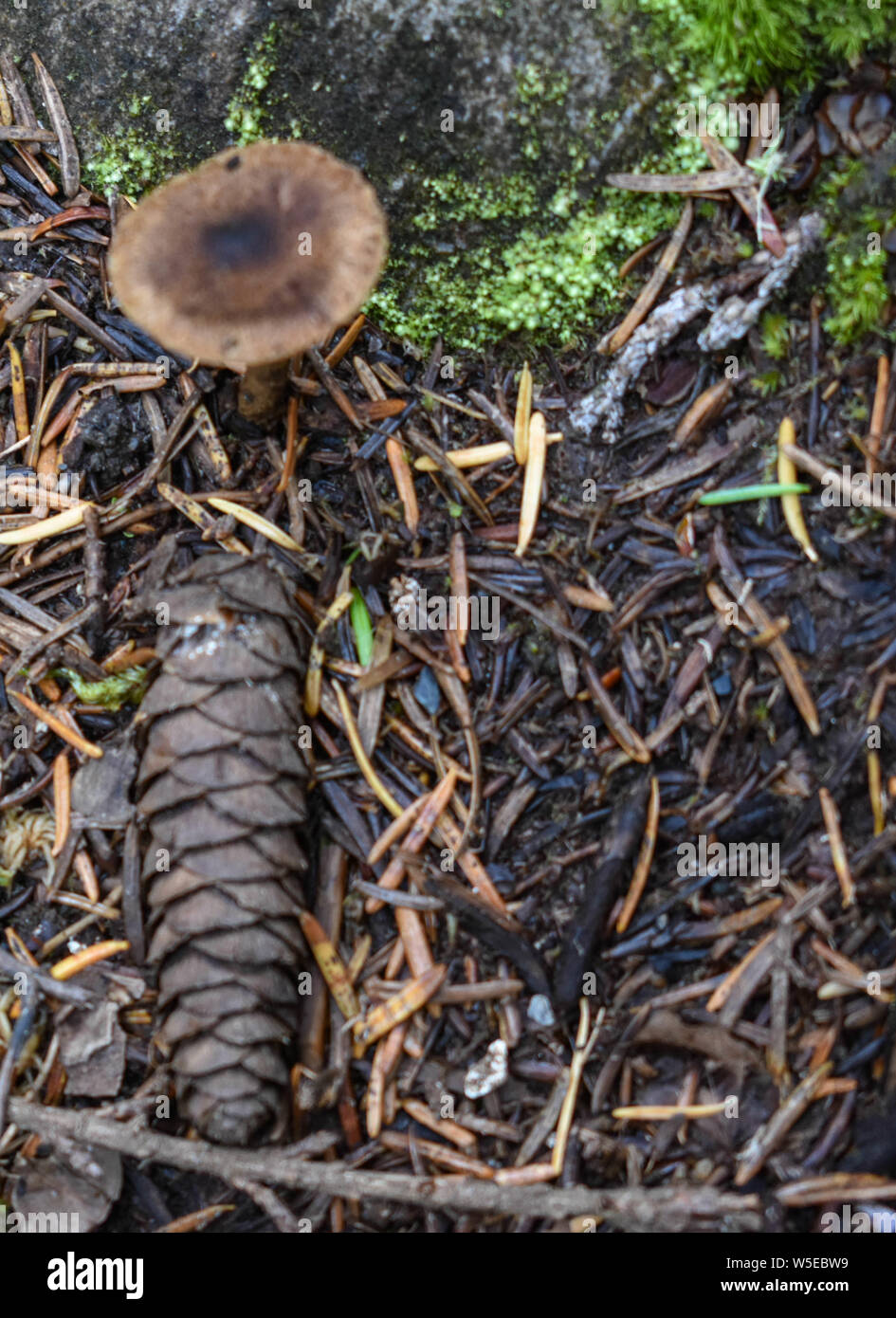 Bertha Creek Campground, Alaska Stock Photo Alamy