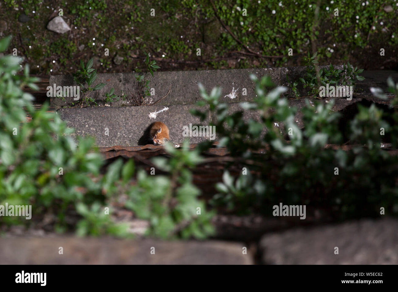 A wild kitten at Sforzesco Castle in Milan ,Italy Stock Photo