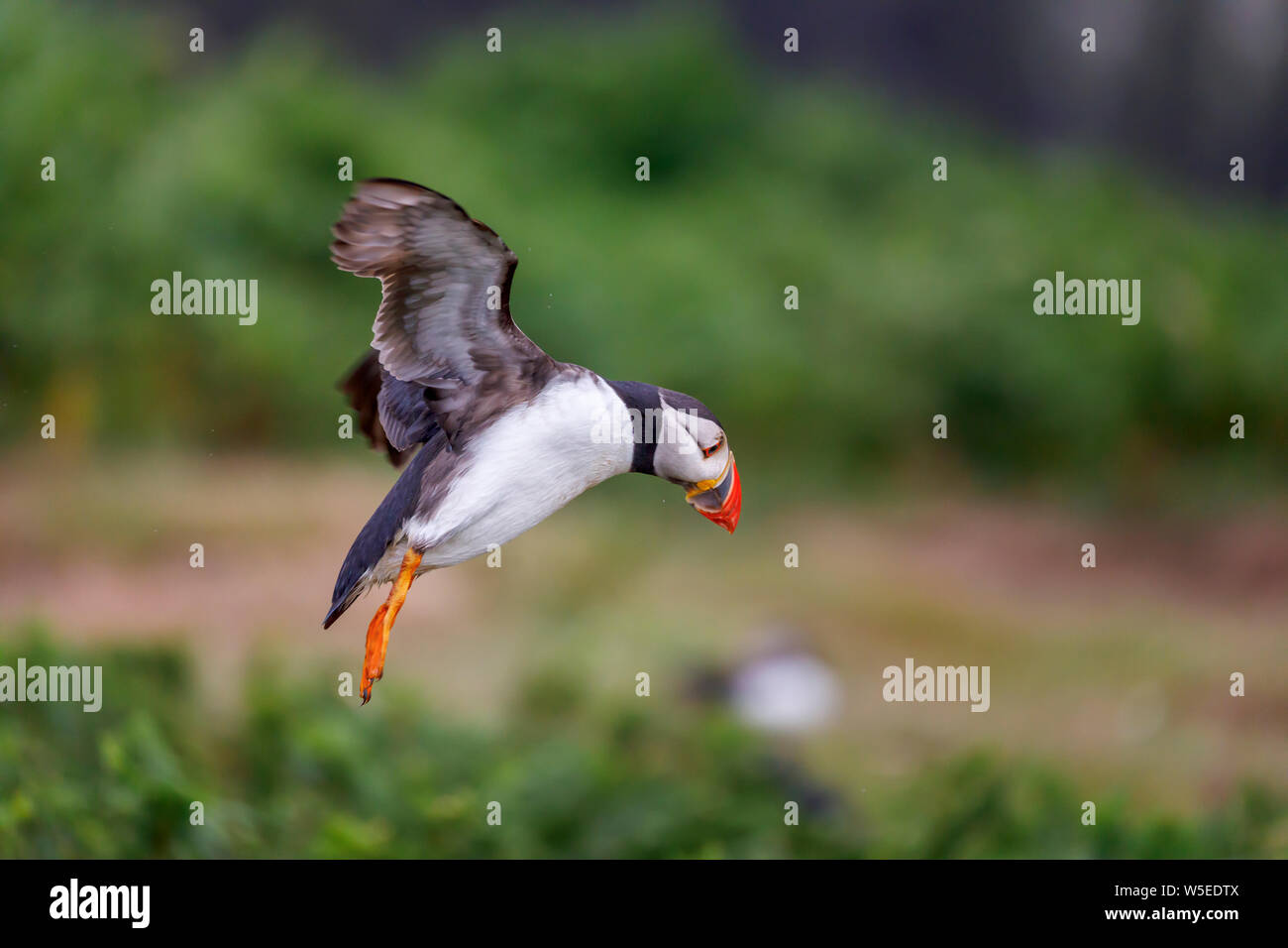 Atlantic puffin (common puffin, Fratercula arctica) in flight landing on Skomer, a nature reserve island off the west Wales coast in Pembrokeshire Stock Photo