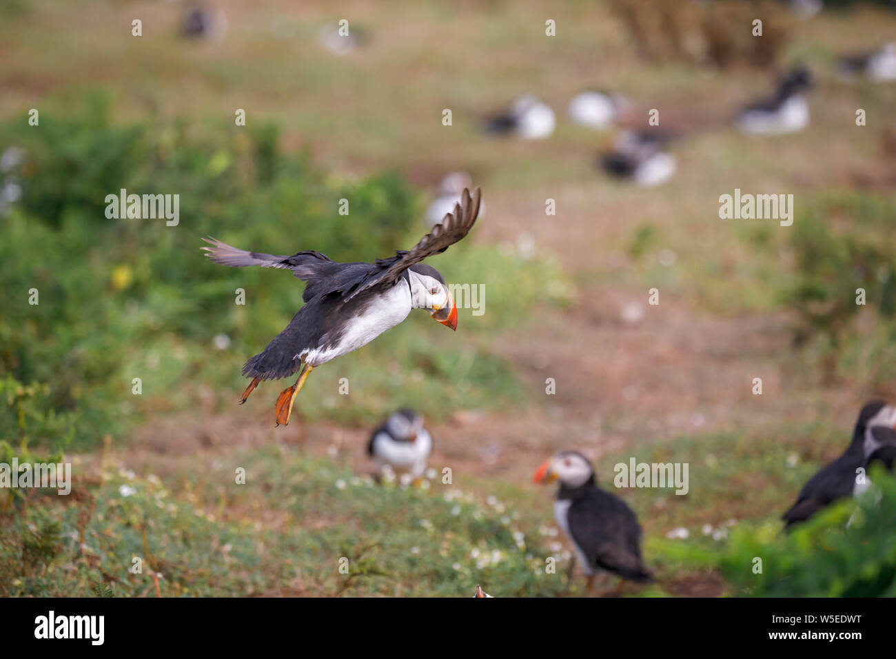 Atlantic puffin (common puffin, Fratercula arctica) in flight landing on Skomer, a nature reserve island off the west Wales coast in Pembrokeshire Stock Photo