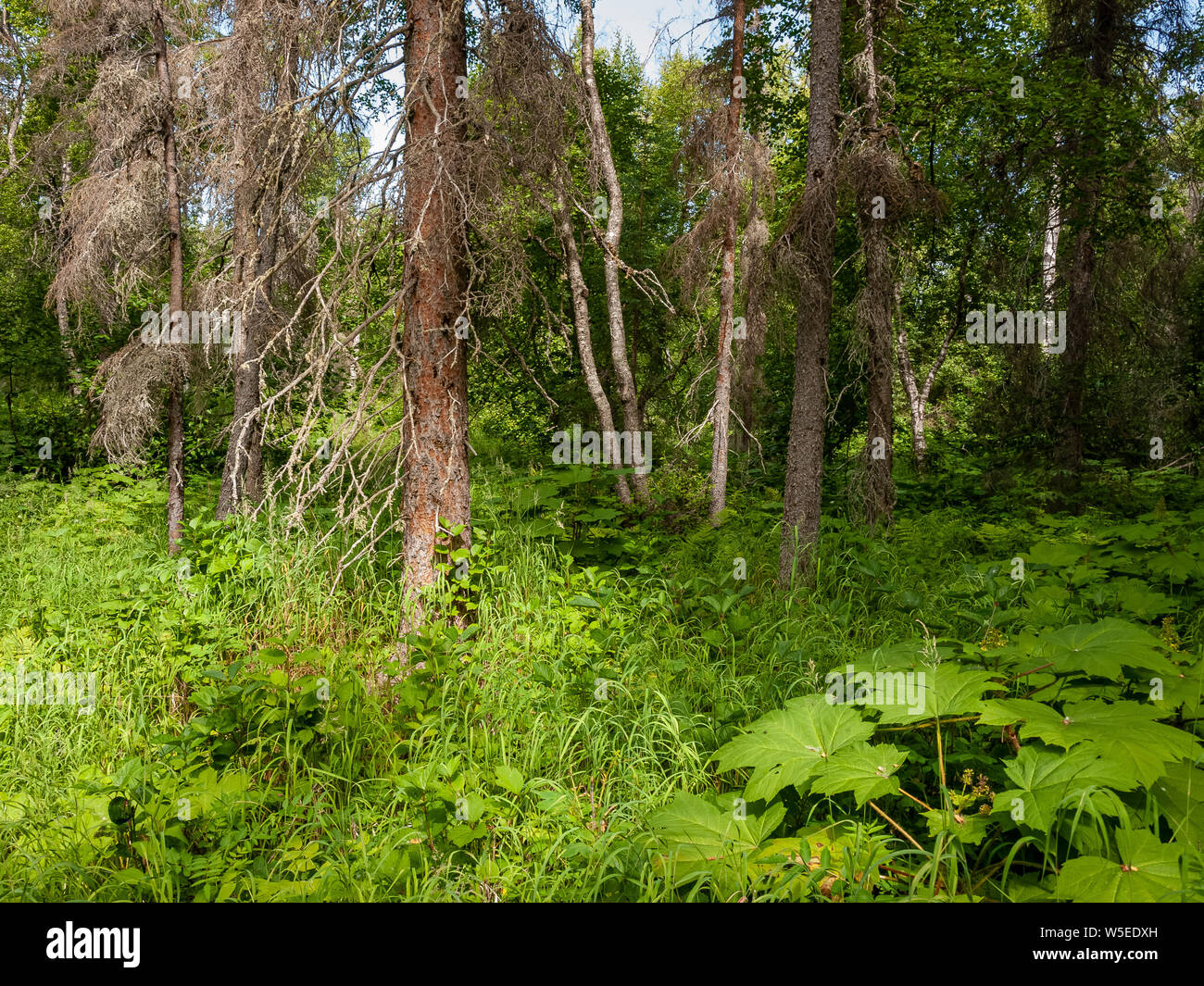 Alaska Forest. Between Alexander Creek and the Susitna River. Northwest of Anchorage, Alaska. Susitna Flats. Stock Photo