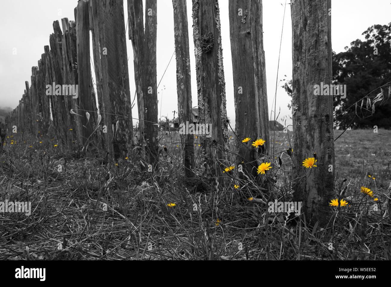 Yellow dandelions in the foreground of this otherwise black and white image of a rough, hewn fence at Fort Ross, in Sonoma County, California. Stock Photo