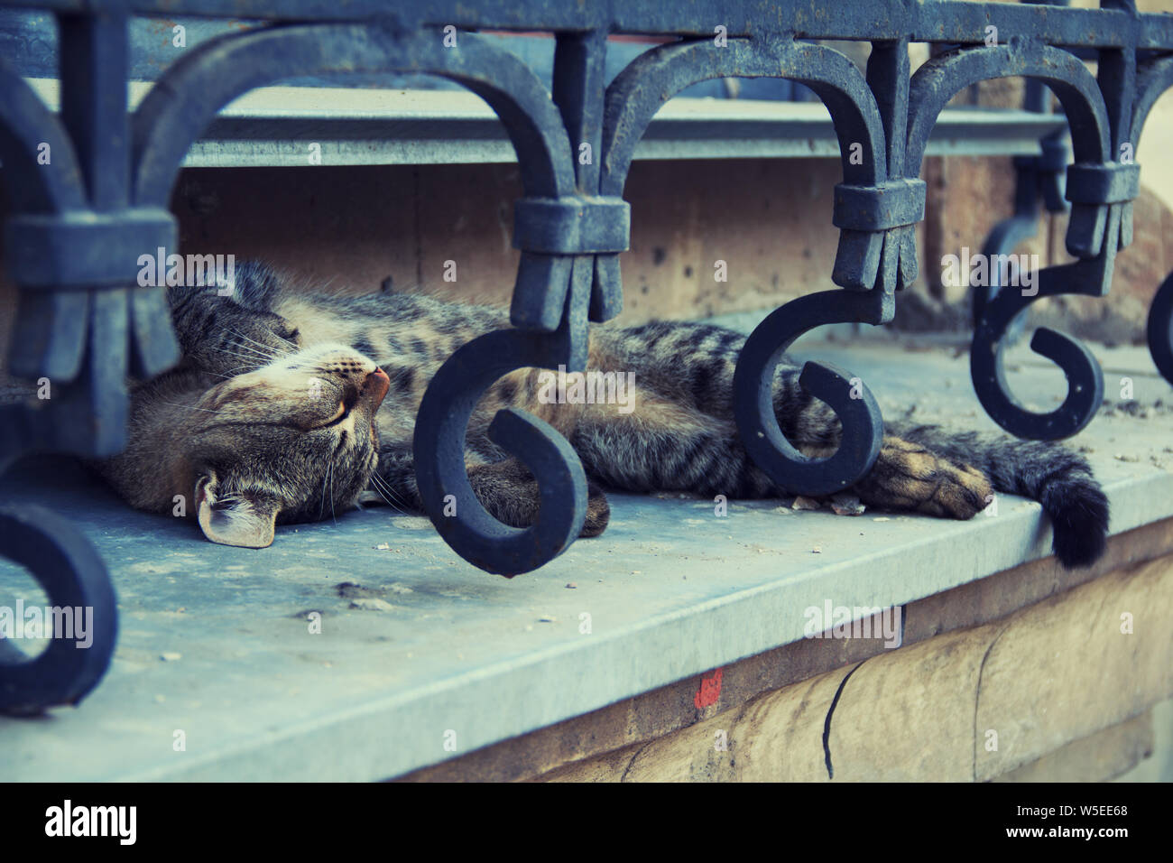 Lovely cat sleeping on a windowsill Stock Photo - Alamy