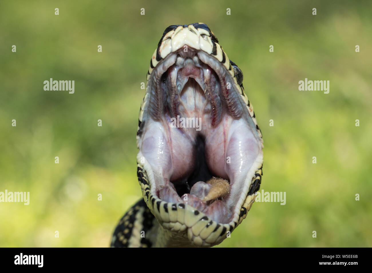 Rat snake feeding hires stock photography and images Alamy