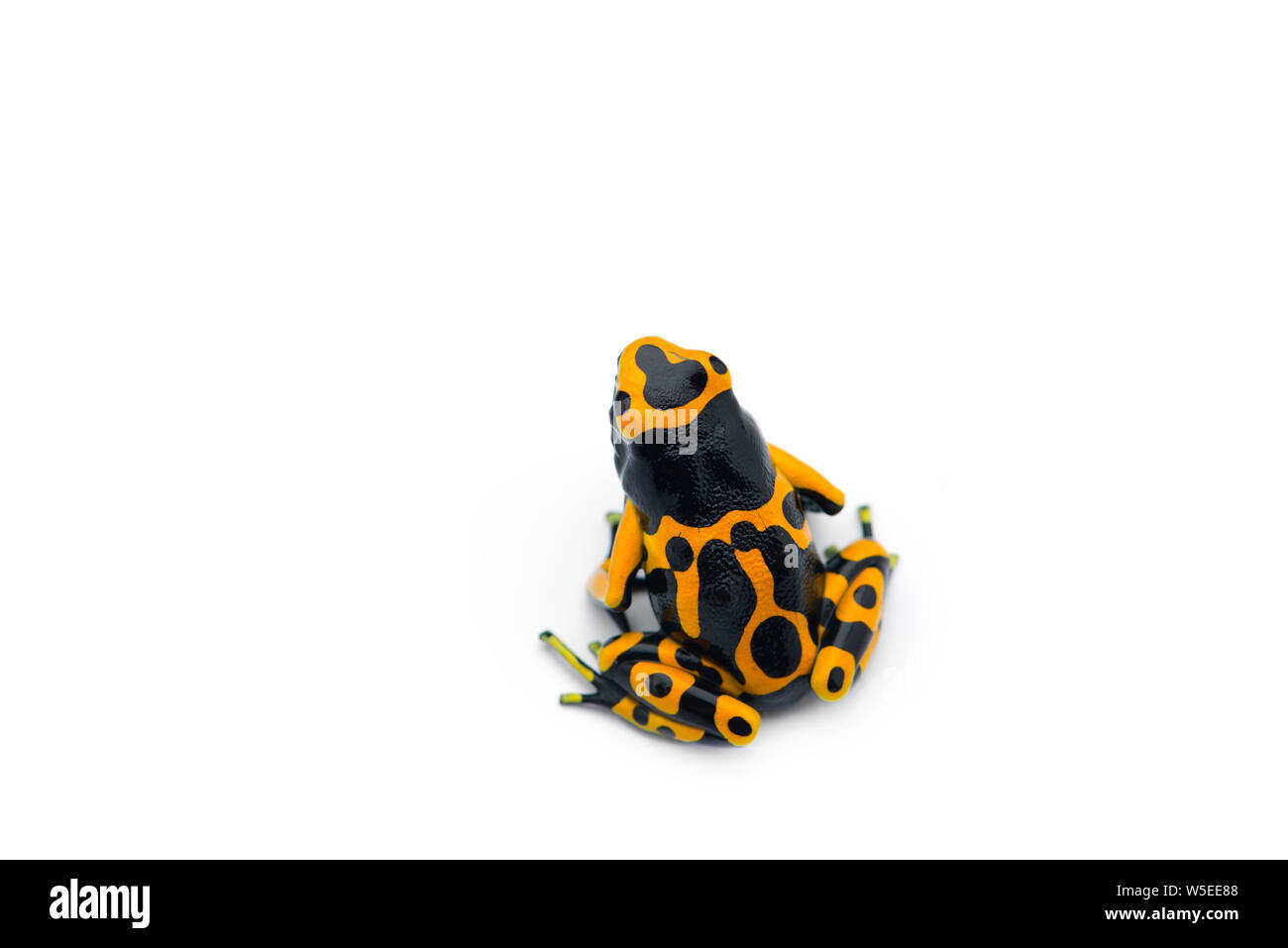 The yellow-banded poison dart frog isolated on white background Stock Photo