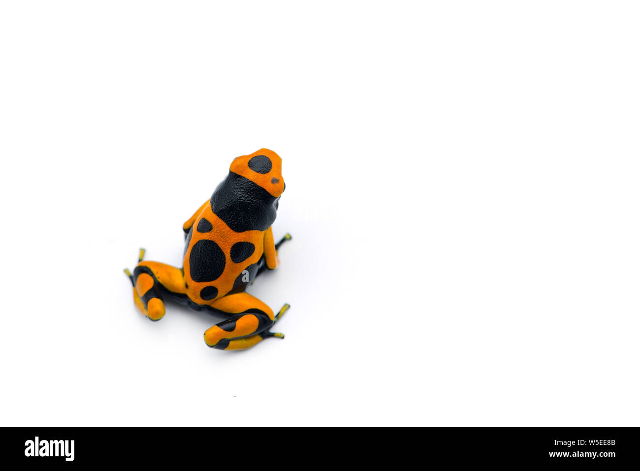 The yellow-banded poison dart frog isolated on white background Stock Photo