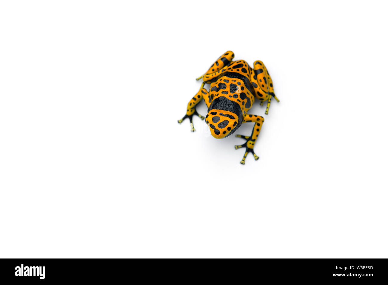 The yellow-banded poison dart frog isolated on white background Stock Photo
