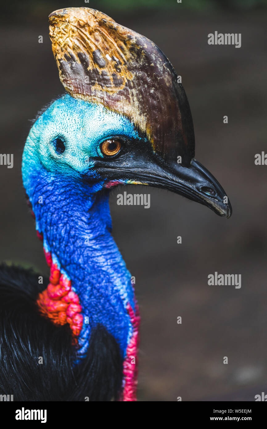 The northern cassowary (Casuarius unappendiculatus) also known as the one-wattled cassowary. Is a large, aggressive, stocky, flightless bird of northe Stock Photo