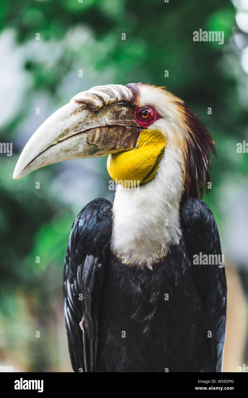 Male Bar-pouched Wreathed Hornbill portrait close up. Endangered beautiful bird in Bali bird park Stock Photo