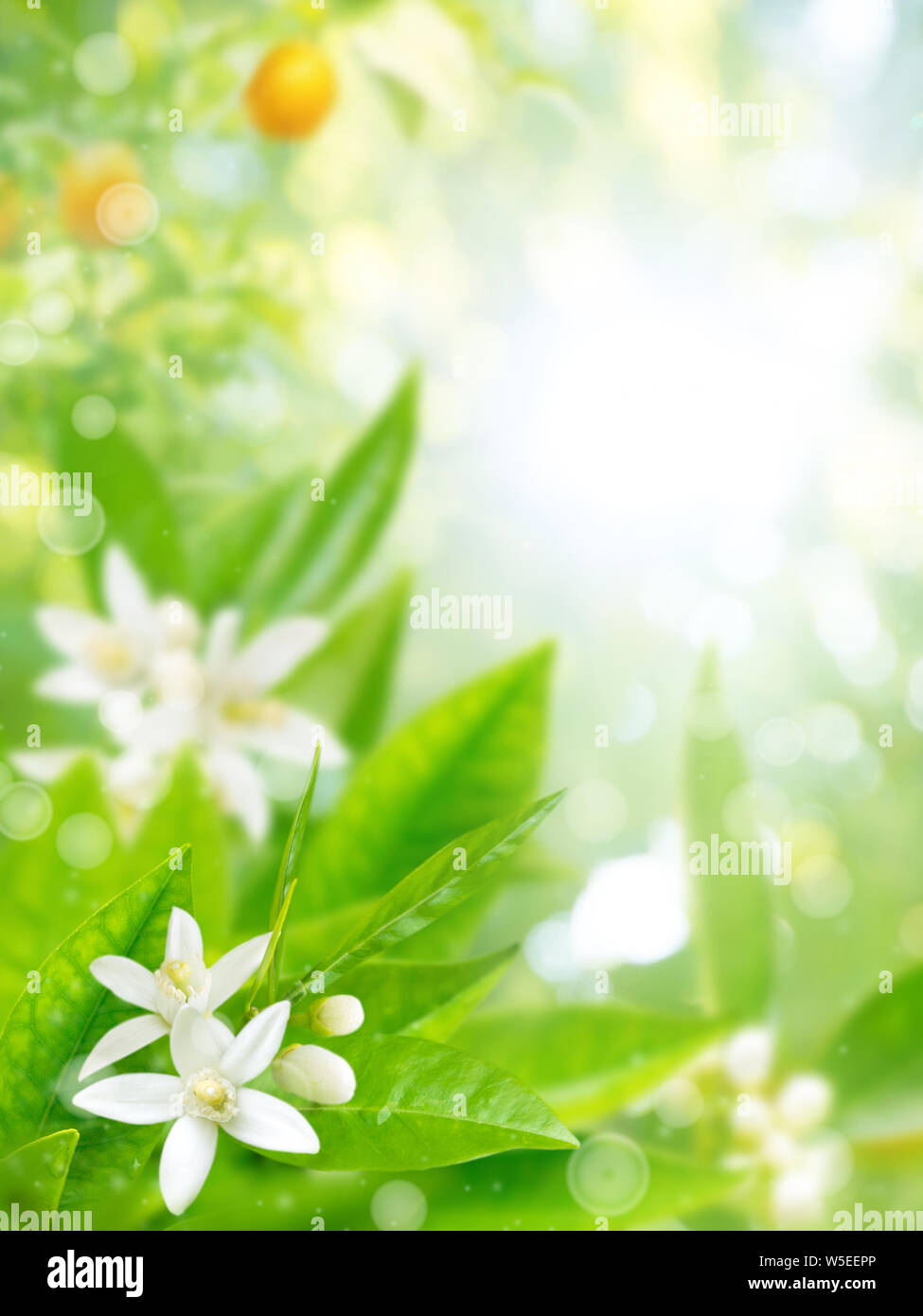 Orange garden in bloom. Neroli fragrant flowers and ripe fruits. Lush foliage with water drops. Vertical blurred background with copy space. Stock Photo