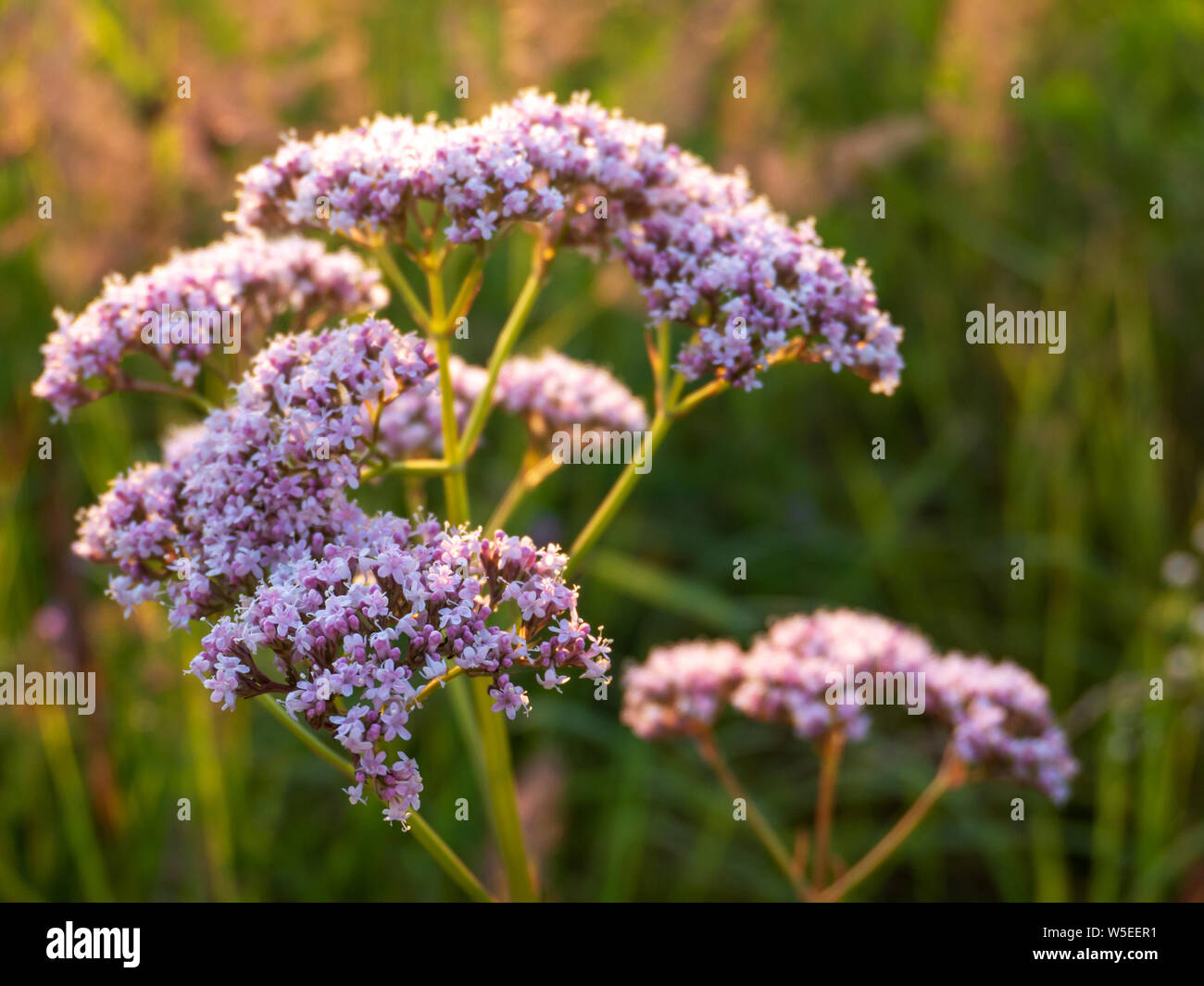 Valeriana officinalis flowers at sunset. Summer meadow flora. Medicinal plant. Stock Photo