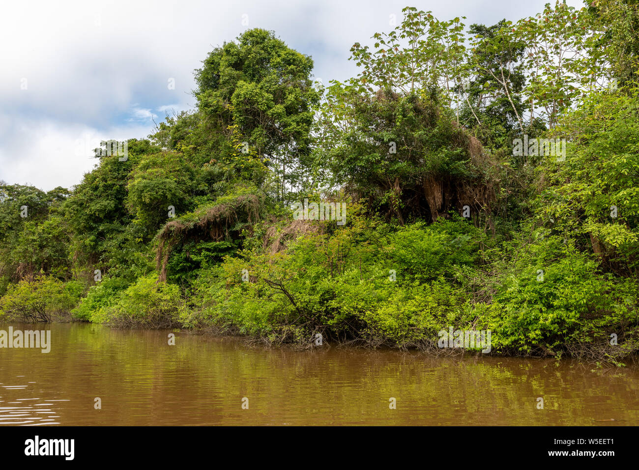 Dense Vegetation and Ground Cover Define the Equatorial Jungle on the