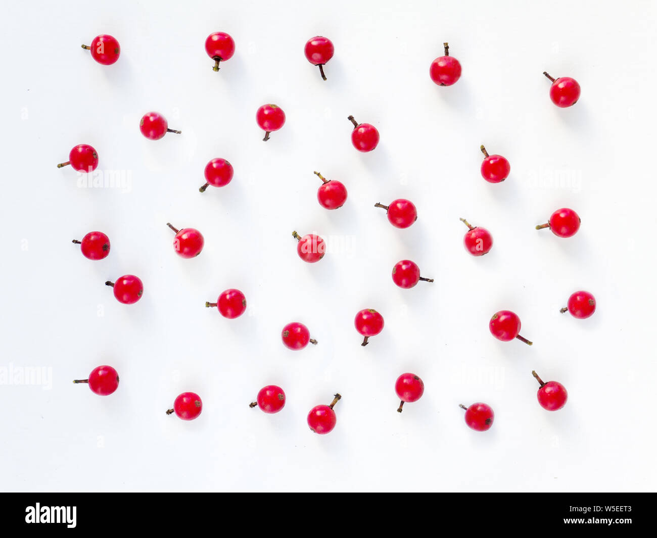 Christmas holly tree red berries with shadows on the white background ...