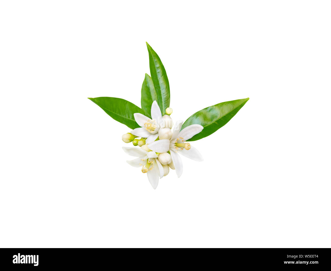 Orange tree white fragrant flowers, buds and leaves isolated on white