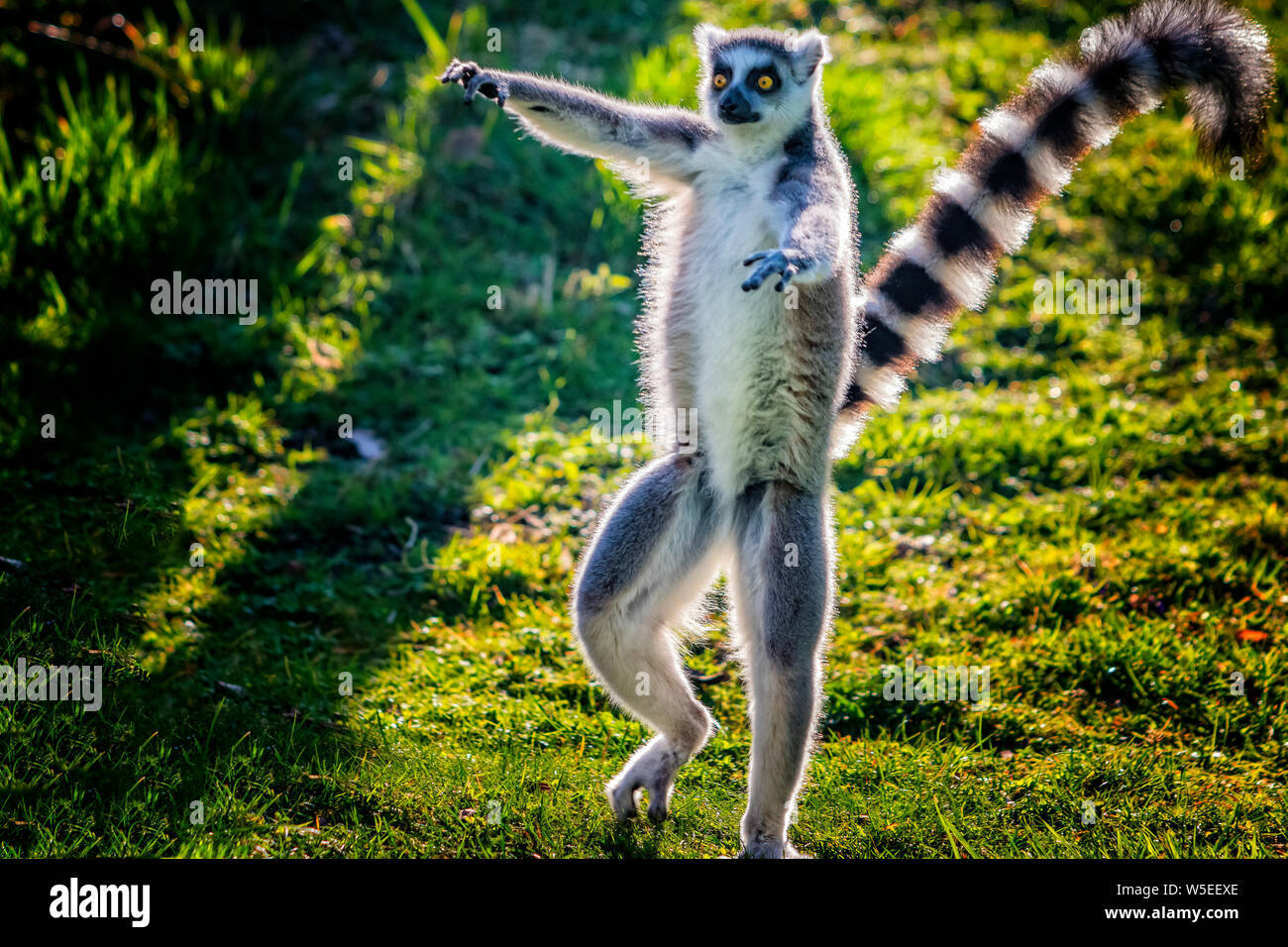 Ring-tailed lemur is dancing on green grass. He plays and performs