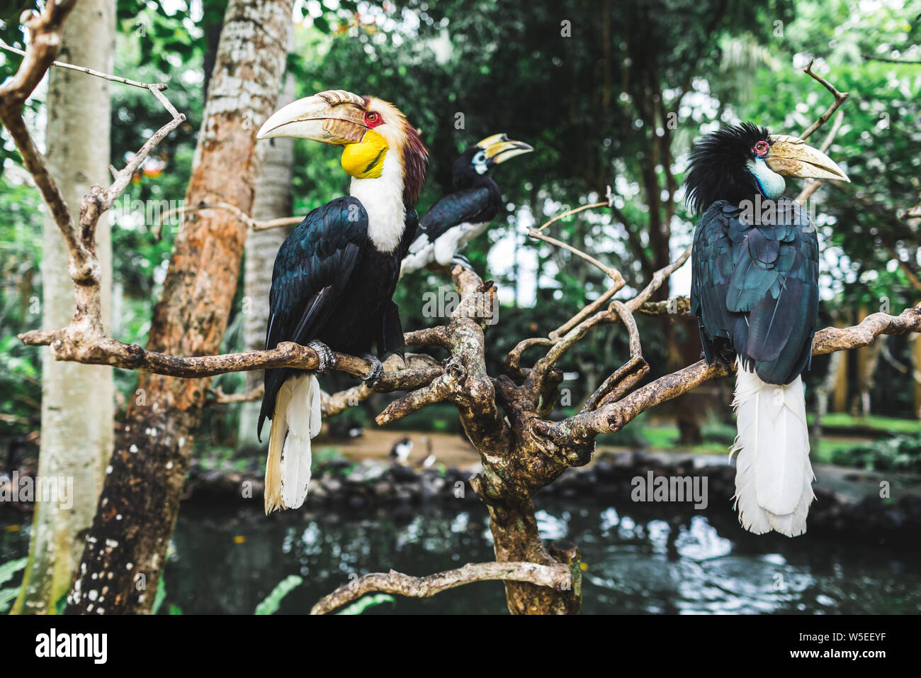 Three wreathed hornbill birds on branch in Bali bird park Stock Photo