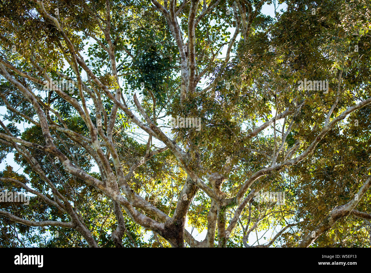 Dense Vegetation and Ground Cover Define the Equatorial Jungle on the