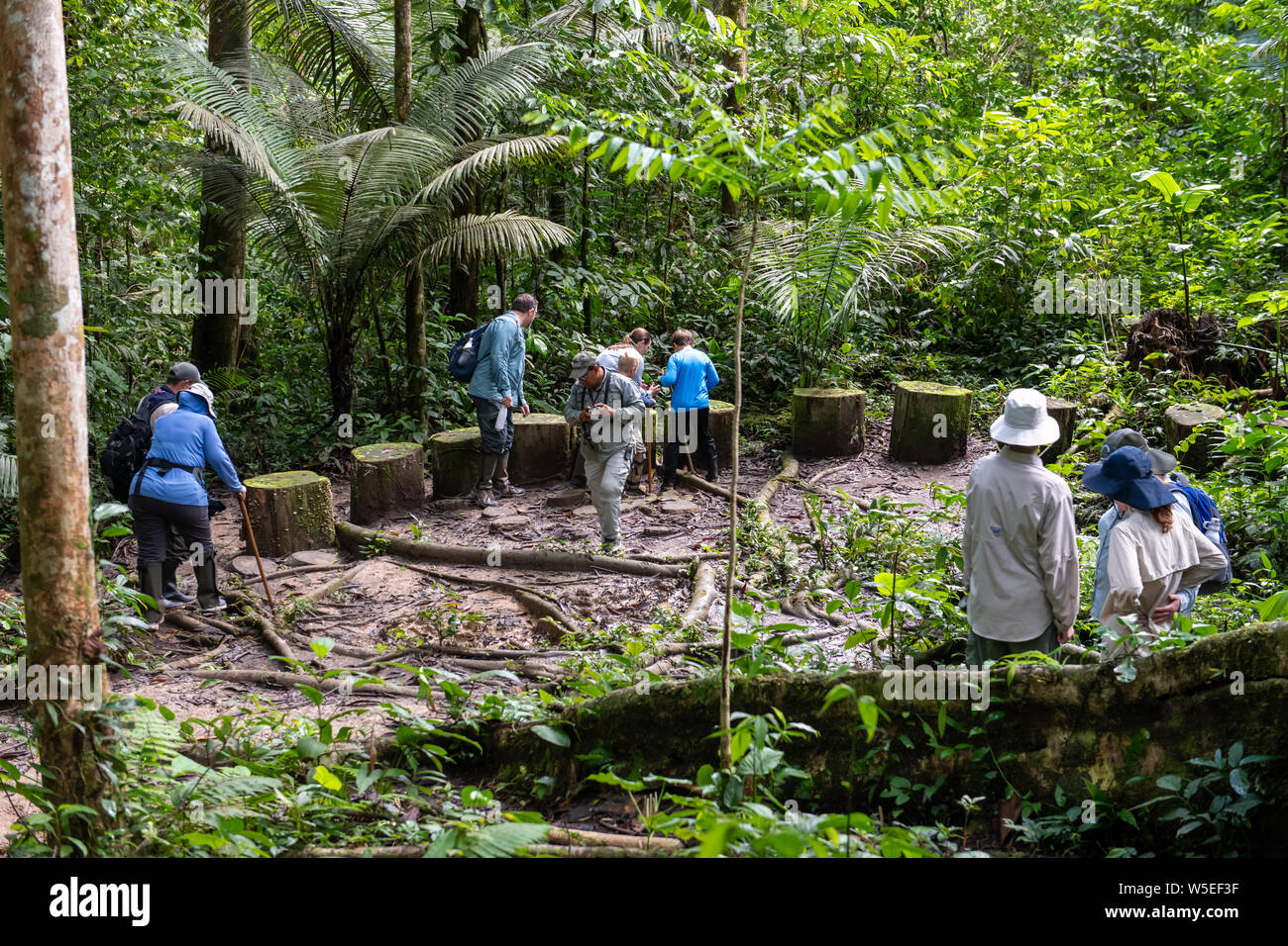 Dense Vegetation and Ground Cover Define the Equatorial Jungle on the
