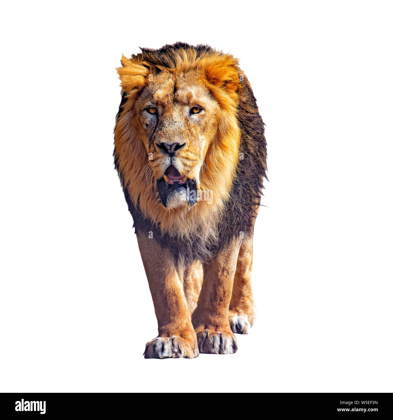 Close up photo of Barbary lion isolated on the white background. He is  going. . It is African lion. The Barbary lion was a Panthera leo population  in Stock Photo - Alamy